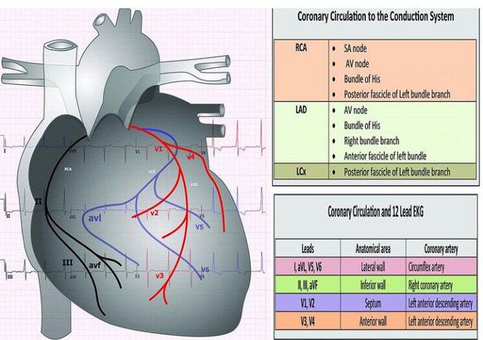 12 lead ECG System