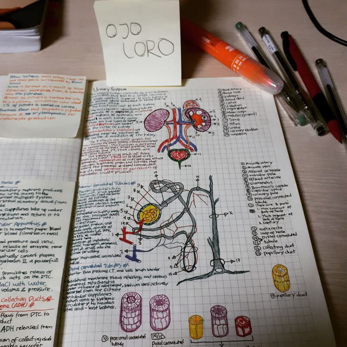 URINARY system