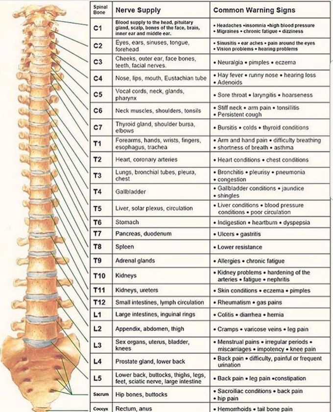 Spinal cord