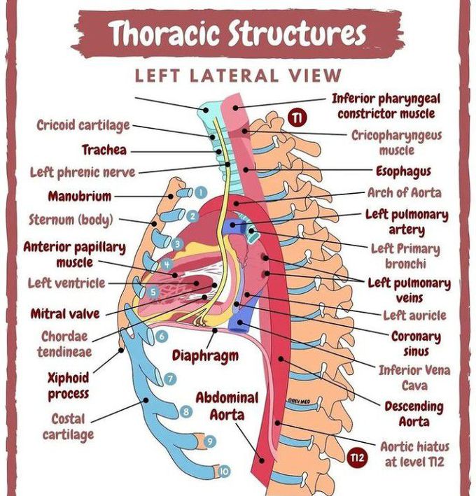 Thoracic Structures from Left Lateral View