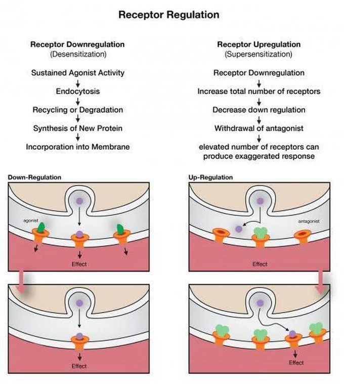 Receptor Regulation