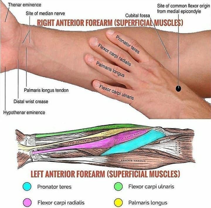 Anterior forearm muscles