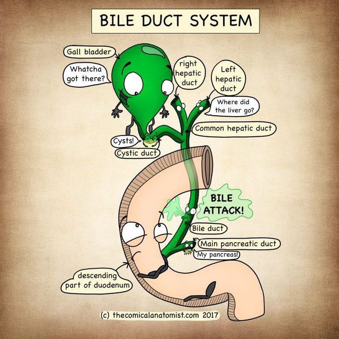 Bile duct Biology Diagrams