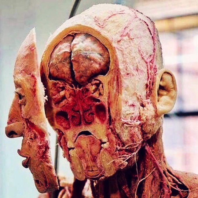 Human Head