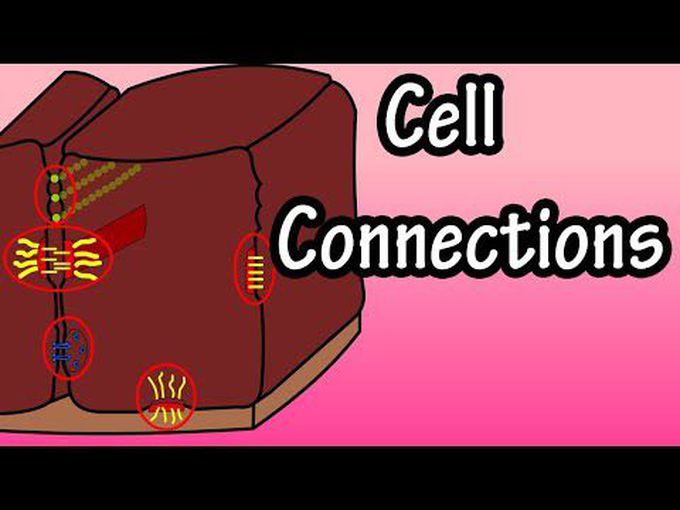 Basics of Cell Junctions