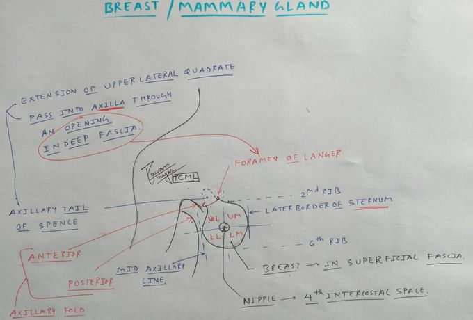 Mammary gland Anatomy
