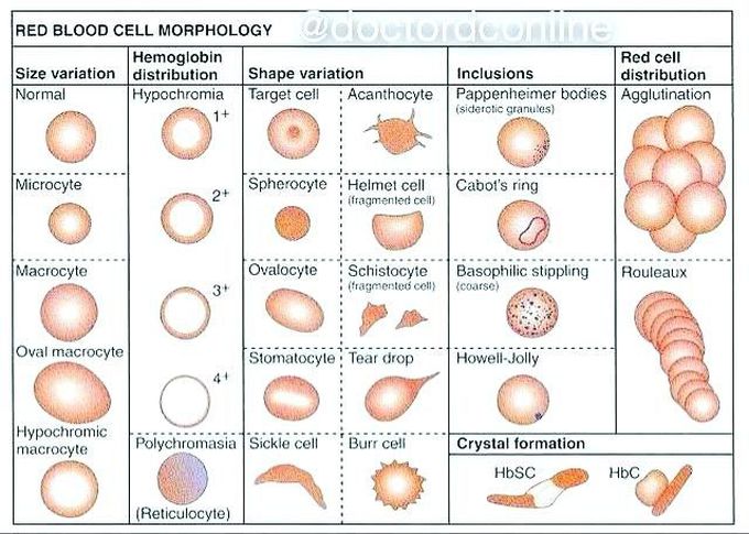 Rbc morphology