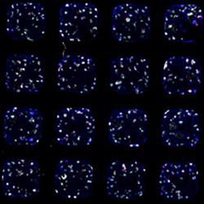 Robots grow mini-organs from human stem cells