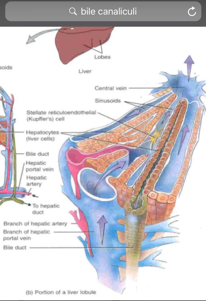 Bile canaliculi