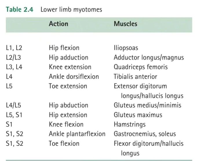 Lower Limb Myotomes