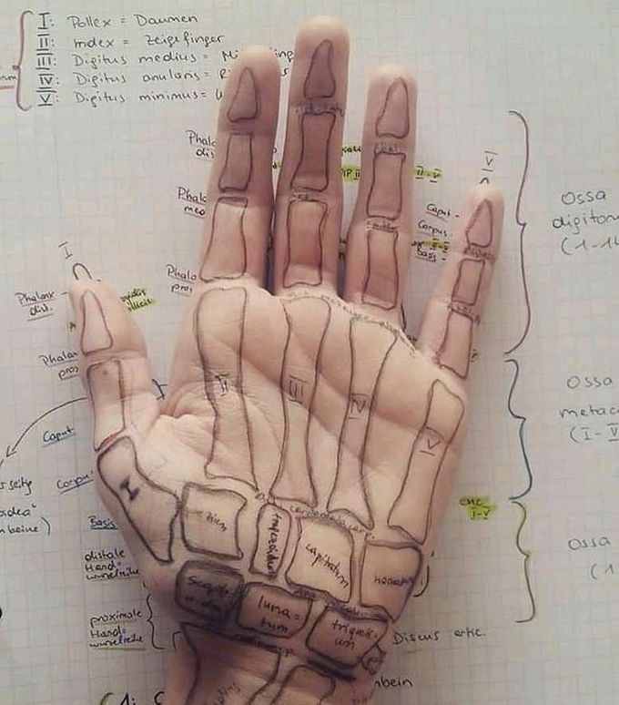 Bones of ✋