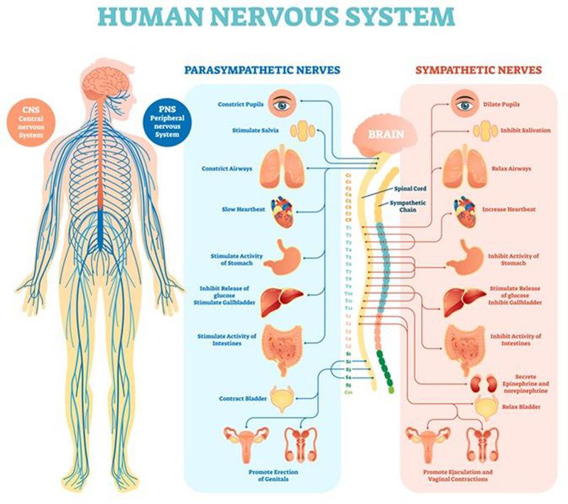 Introduction Nervous system The nervous system is a complex - MEDizzy