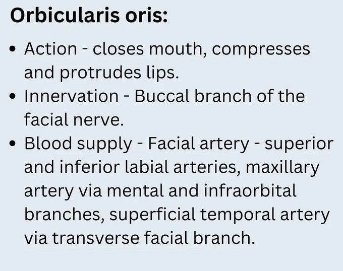 orbicularis oris innervation