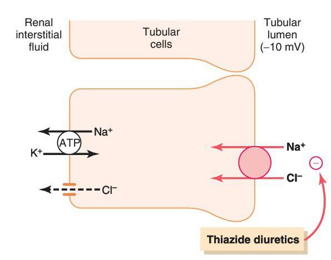 Early distal tubule of nephron