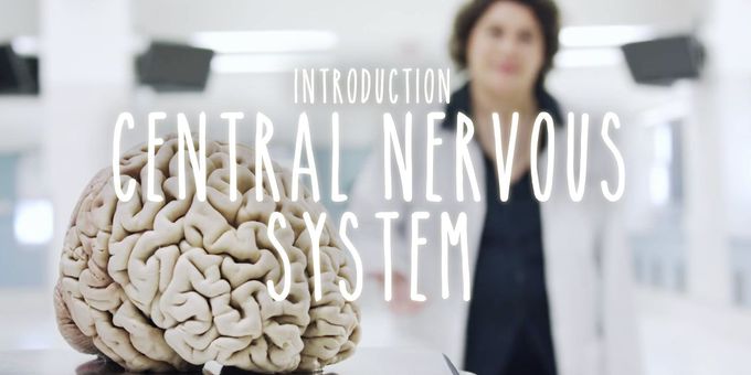 An Introduction to the Central Nervous System