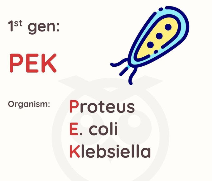 Cephalosporins- 1st Gen