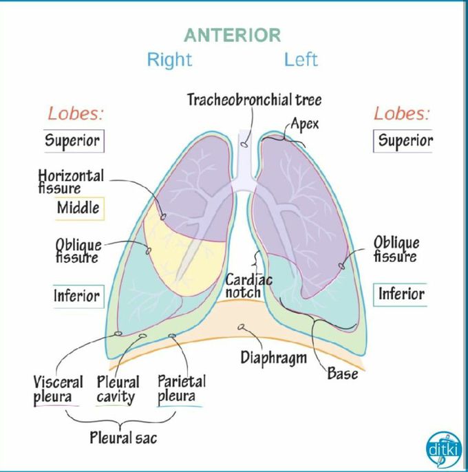 External features pf lungs