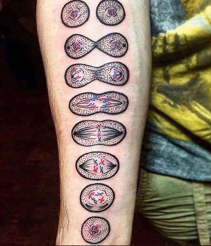 Mitosis process