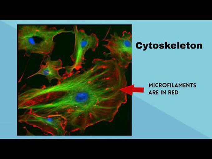 Cytoskeleton-Quick Review
