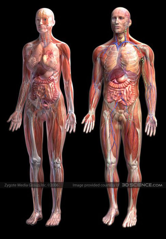 Human anatomy system