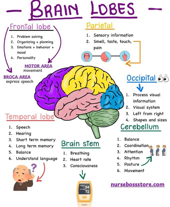 Brain Lobes