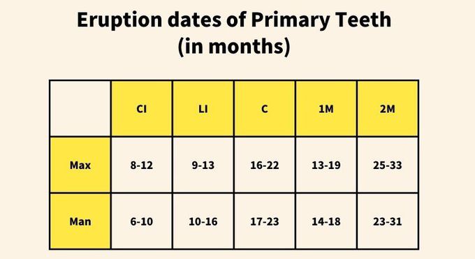 Eruption Dates in Primary Teeth