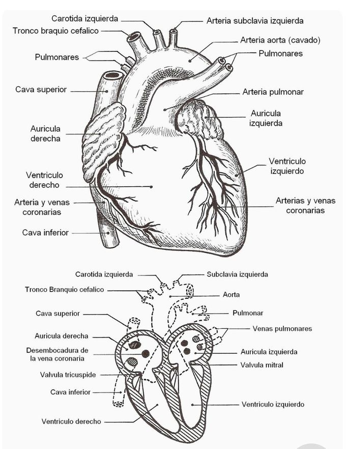 Corazón ❤