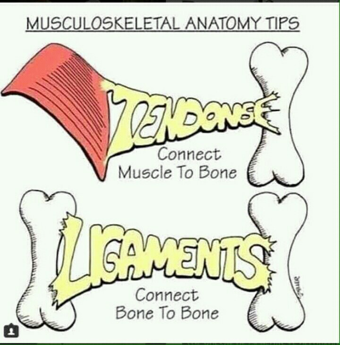 Ligaments