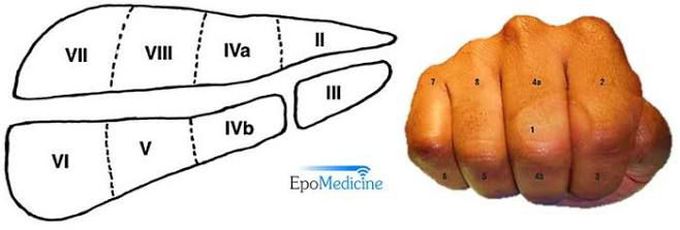 Memorising liver segments using right hand