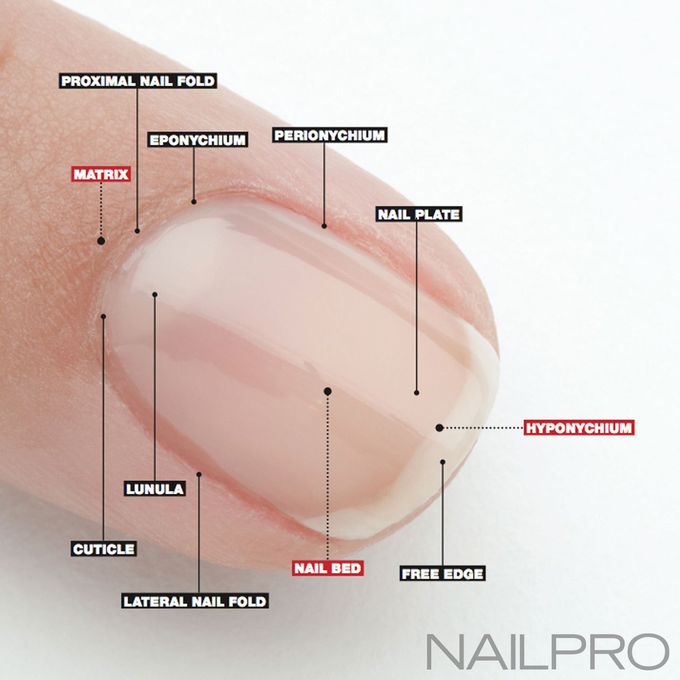 Nail anatomy