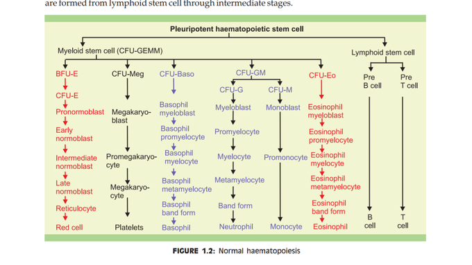 Stem cell
