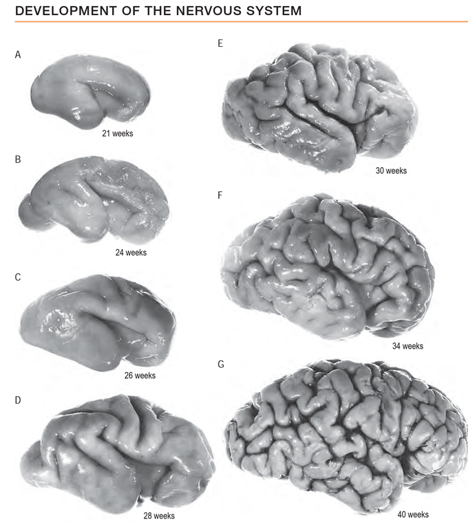 Development Of Central Nervous System
