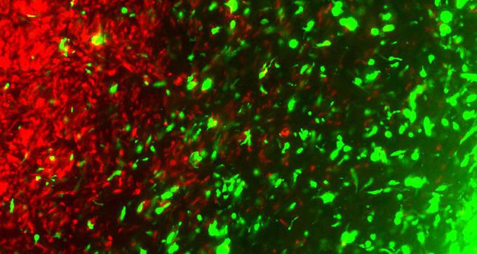 Cancer cells can be tricked into killing their own using CRISPR