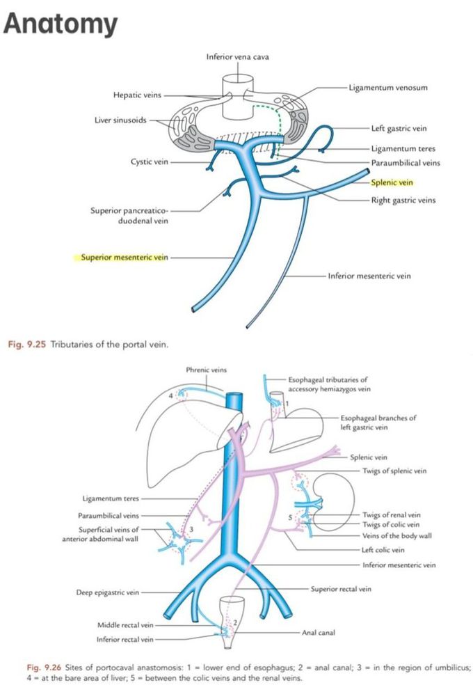 Portal Hypertension II