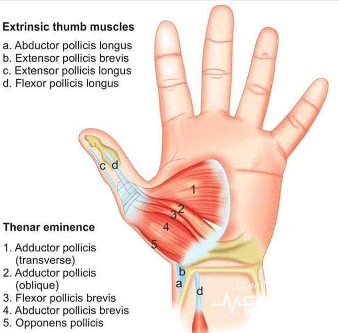 Thumb muscles