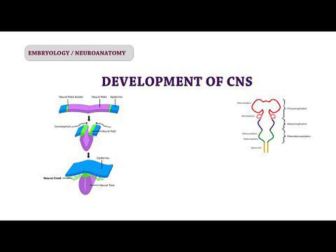Development of Nervous system-Introduction-I
