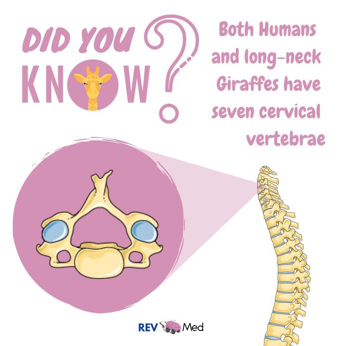 Did You Know? REV MED Anatomy!