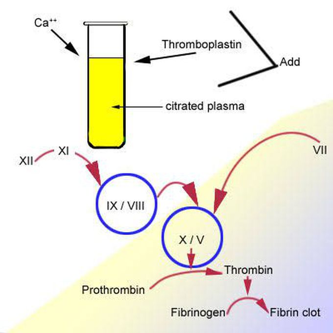 Prothrombin time