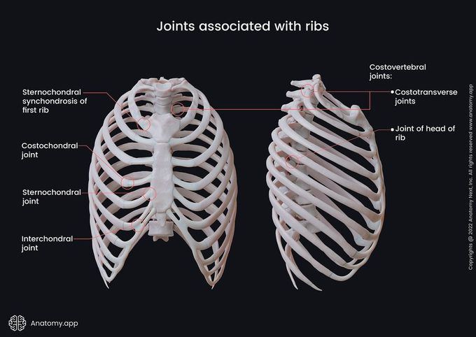 Joints associated with ribs