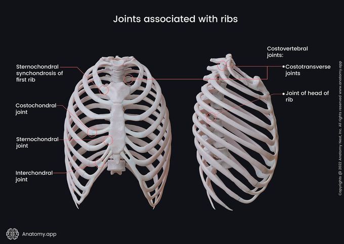 Joints associated with ribs - MEDizzy