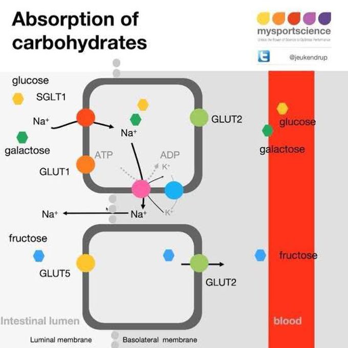 Absorption of Carbohydrates