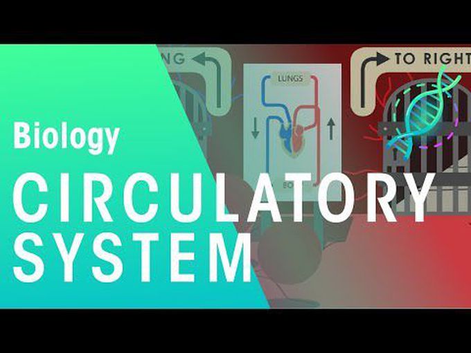 Circulatory System: Introduction