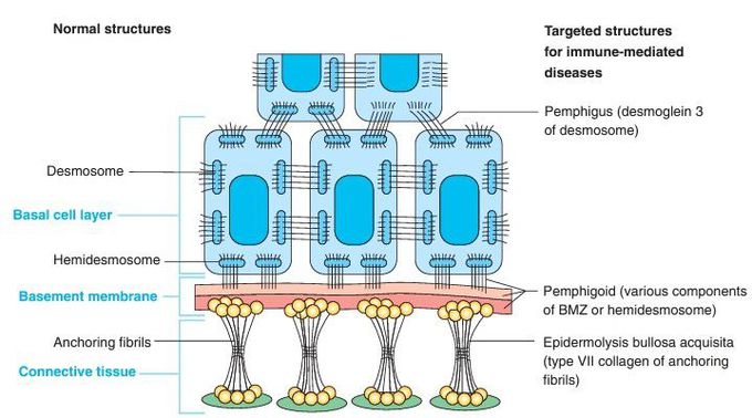 Epithelial Attachment Apparatus.