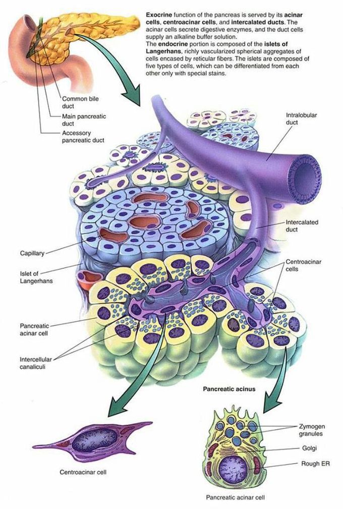 Alpha cell and beta cell