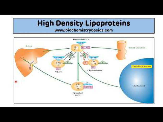 Metabolism of High density lipoproteins (HDL)