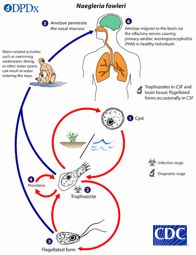 Naegleria Fowleri