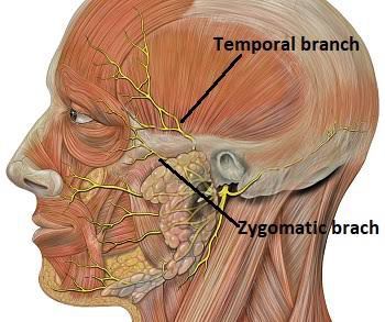 Nerve supply of orbicularis oculi MEDizzy