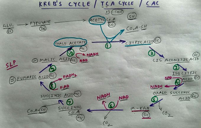 Krebs cycle