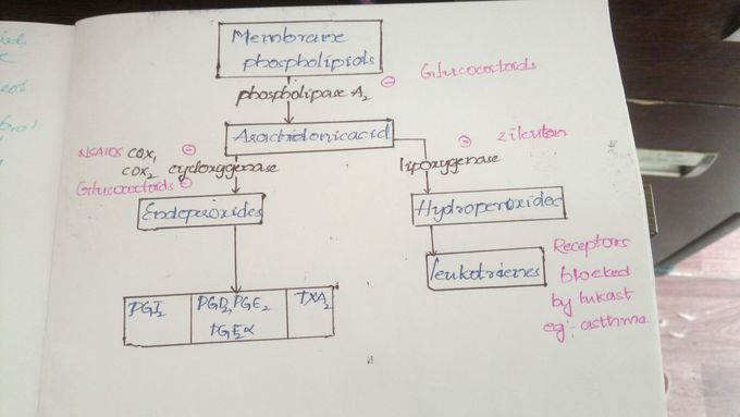 Pain will inhibit cox pathway, glucocorticoids will inhibit phospholipaseA2 pathway,zileutons will inhibit lipooxygenase pathway,