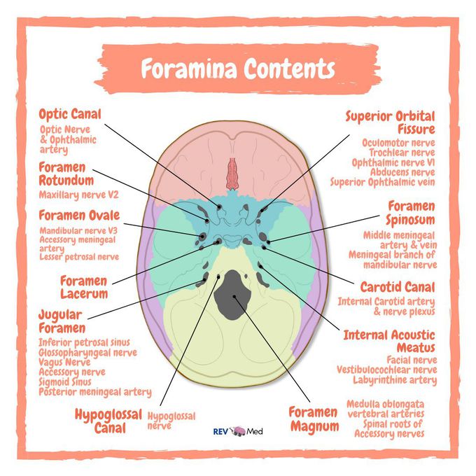 Contents of the Cranial Foramina